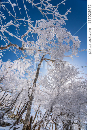 在覆蓋著霜雪的赤城黑刃山進行雪地健行 在覆蓋著霜雪的赤城黑刃山進行雪地健行 137028672