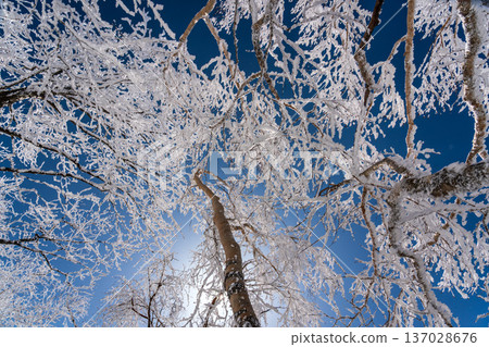 在覆蓋著霜雪的赤城黑刃山進行雪地健行 在覆蓋著霜雪的赤城黑刃山進行雪地健行 137028676
