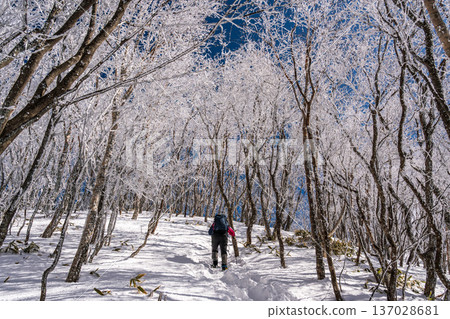Snow hike through the frost-covered Akagi Kurohiyama mountains Snow hike through the frost-covered Akagi Kurohiyama mountains 137028681