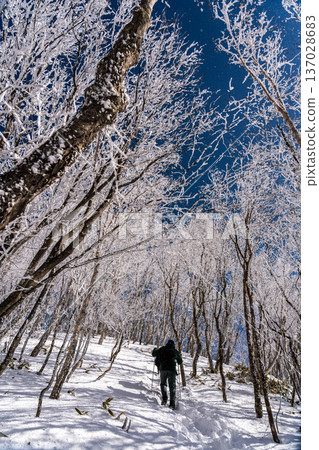 Snow hike through the frost-covered Akagi Kurohiyama mountains 137028683