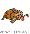A Belceoresian tortoise eating an earthworm 137028729