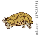 Walking Belceore Tortoise 137028731