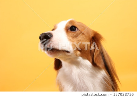 Close-up of Kooikerhondje's profile against a yellow background 137028736