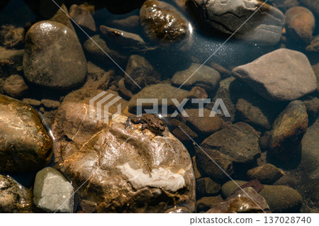 Small Frog Resting on Stone in Clear Shallow Water 137028740