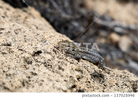 Wild Lizard Resting on Sunlit Rocky Surface Wild Lizard Resting on Sunlit Rocky Surface 137028946
