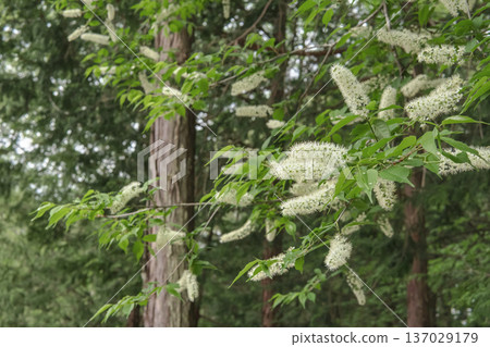 羽水櫻：枝條末端盛開的白色穗狀花序，形似畫筆 [日立山公園] 埼玉縣秩父市，四月 137029179