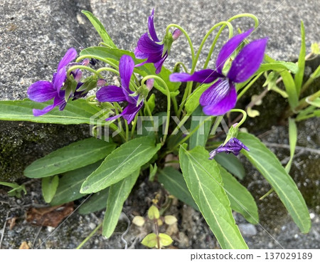 紫羅蘭從瀝青路面的裂縫中競相綻放 137029189