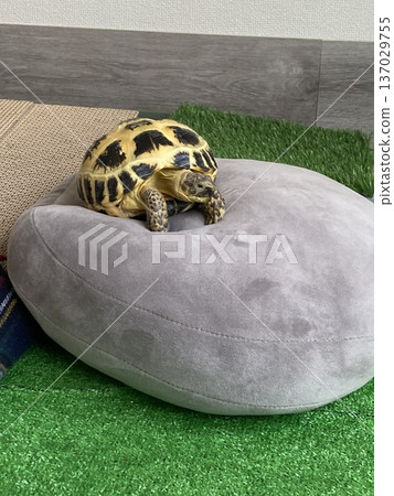 Russian tortoise playing on a cushion Russian tortoise playing on a cushion 137029755