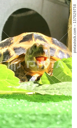 A Russian tortoise smiles because the food is delicious A Russian tortoise smiles because the food is delicious 137029758