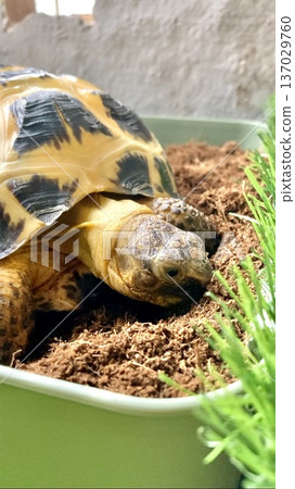 Russian tortoise sniffing the soil Russian tortoise sniffing the soil 137029760