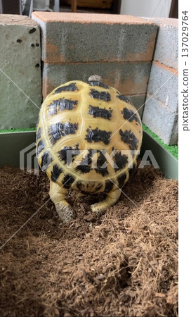 Escaped Russian tortoise Escaped Russian tortoise 137029764