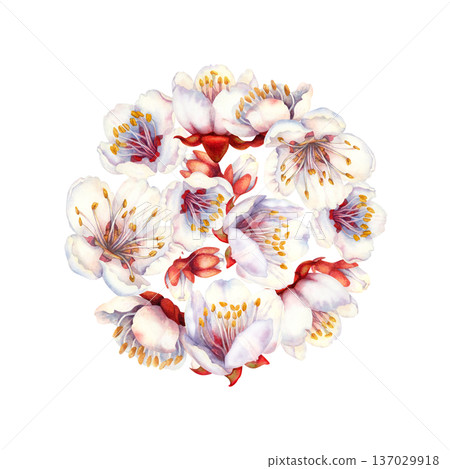 Hand painted watercolor background of delicate white spring fruit blossoms. Romantic floral clipart perfect for wedding invitations, save the date cards, bridal shower template, botanical event design Hand painted watercolor background of delicate white spring fruit blossoms. Romantic floral clipart perfect for wedding invitations, save the date cards, bridal shower template, botanical event design 137029918