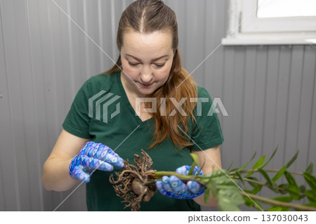 Woman with brown hair in a green shirt and gardening gloves holding a plant with roots. Concept of plant transplant for houseplant care. Woman with brown hair in a green shirt and gardening gloves holding a plant with roots. Concept of plant transplant for houseplant care. 137030043