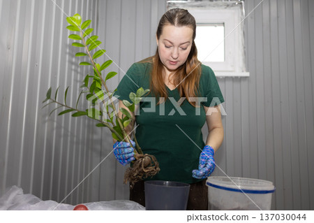 Woman gardener in protective blue gloves holding plant with roots for transplanting. Home gardening hobby and plant care process. Woman gardener in protective blue gloves holding plant with roots for transplanting. Home gardening hobby and plant care process. 137030044