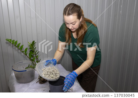 Woman gardener in gloves transplanting plant, adding drainage rocks to pot. Horticulture and indoor gardening concept for home plant care. Woman gardener in gloves transplanting plant, adding drainage rocks to pot. Horticulture and indoor gardening concept for home plant care. 137030045