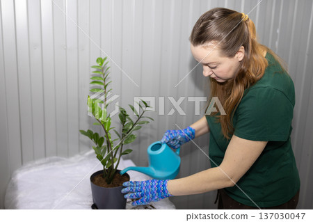 Woman gardener watering a houseplant with a watering can in a pot. Home gardening and plant care concept for hobbies. Woman gardener watering a houseplant with a watering can in a pot. Home gardening and plant care concept for hobbies. 137030047