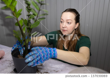 Woman gardener in gloves repotting houseplant. Concept of home gardening and plant care. Horticulture hobby for houseplant enthusiast. 137030069