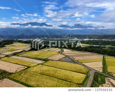 Rural landscape and the Southern Alps at harvest time 137030310