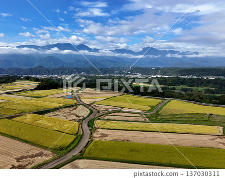 Rural landscape and the Southern Alps at harvest time 137030311