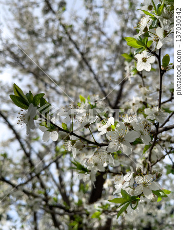Close up of spring blossom apple tree. Close up of spring blossom apple tree. 137030542