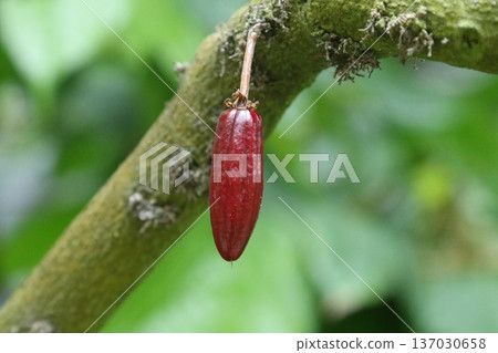 可可果（幼果），是巧克力的原料。 137030658