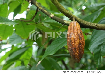 Cocoa beans, the raw material for chocolate Cocoa beans, the raw material for chocolate 137030659
