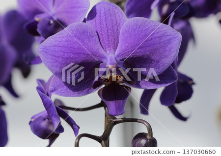 Luxurious purple Phalaenopsis orchid Luxurious purple Phalaenopsis orchid 137030660