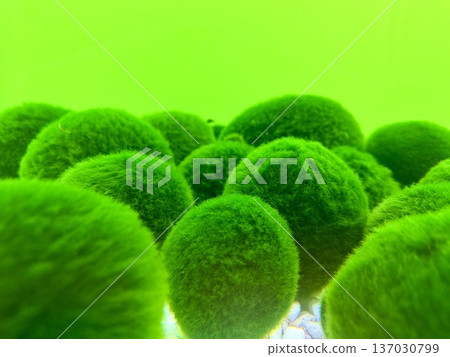 A close-up photo of marimo at Lake Akan in Hokkaido A close-up photo of marimo at Lake Akan in Hokkaido 137030799