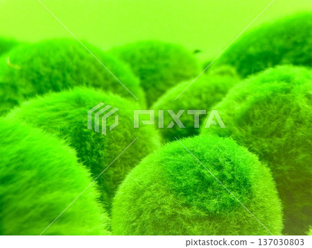 A close-up photo of marimo at Lake Akan in Hokkaido A close-up photo of marimo at Lake Akan in Hokkaido 137030803