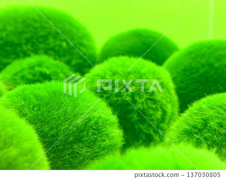 A close-up photo of marimo at Lake Akan in Hokkaido A close-up photo of marimo at Lake Akan in Hokkaido 137030805