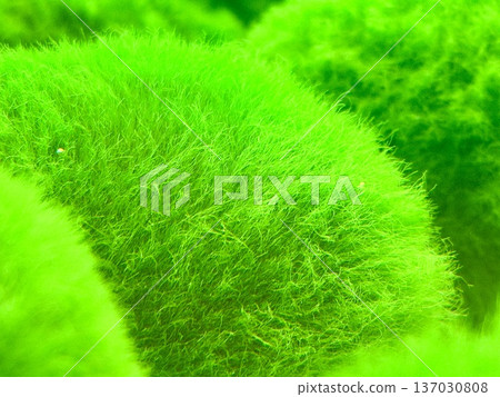 A close-up photo of marimo at Lake Akan in Hokkaido A close-up photo of marimo at Lake Akan in Hokkaido 137030808