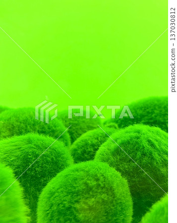 A close-up photo of marimo at Lake Akan in Hokkaido A close-up photo of marimo at Lake Akan in Hokkaido 137030812