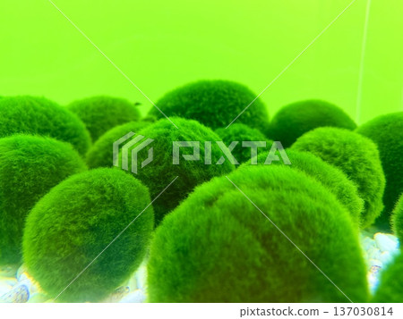 A close-up photo of marimo at Lake Akan in Hokkaido 137030814