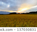 Rice field illuminated by the setting sun 137030831