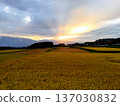 Rice field illuminated by the setting sun 137030832