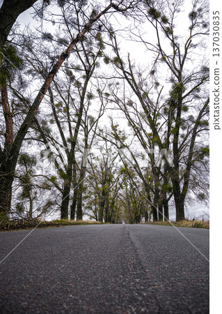 An asphalt-marked road running away into distance among dense trees. An asphalt-marked road running away into distance among dense trees. 137030835
