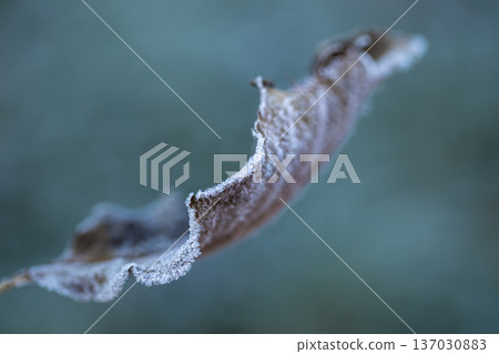 A dry leaf covered with frost in a winter morning close up. 137030883