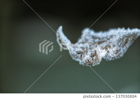 A dry leaf covered with frost in an early winter morning close up. A dry leaf covered with frost in an early winter morning close up. 137030884
