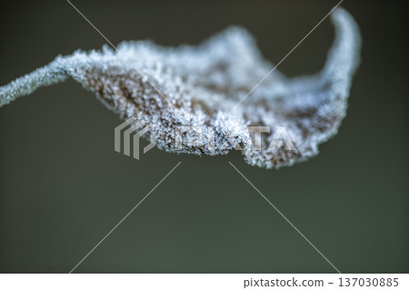A dry leaf covered with frost in an early winter morning close up. A dry leaf covered with frost in an early winter morning close up. 137030885