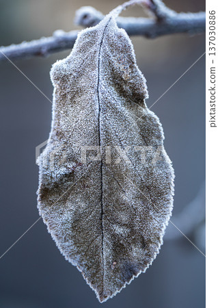 A dry leaf covered with frost in a early winter morning close up. A dry leaf covered with frost in a early winter morning close up. 137030886