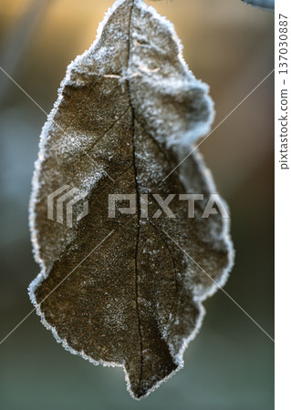 A dry leaf covered with frost in an early winter morning close up. A dry leaf covered with frost in an early winter morning close up. 137030887