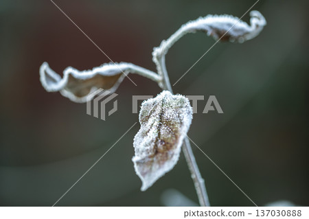 A dry leaf covered with frost in an early winter morning close up. A dry leaf covered with frost in an early winter morning close up. 137030888