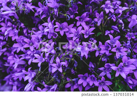 Beautiful natural background with purple flowers close-up. Beautiful natural background with purple flowers close-up. 137031014