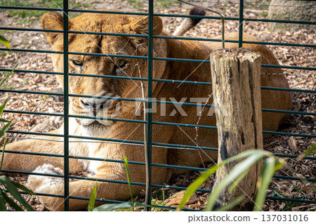 Beautiful noble lion in a cage in a zoo. Beautiful noble lion in a cage in a zoo. 137031016