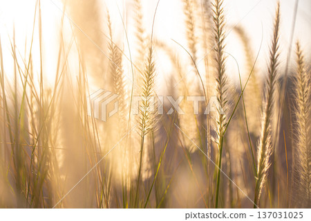 Field plants in bright sunlight close up. Field plants in bright sunlight close up. 137031025