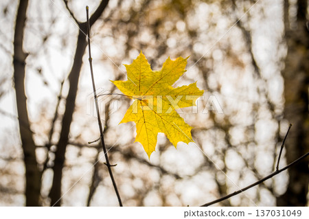 beautiful yellow leaf weighs himself on a branch 137031049