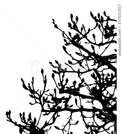 Magnolia bud silhouette waiting for spring, cutout material on transparent background Magnolia bud silhouette waiting for spring, cutout material on transparent background 137031057
