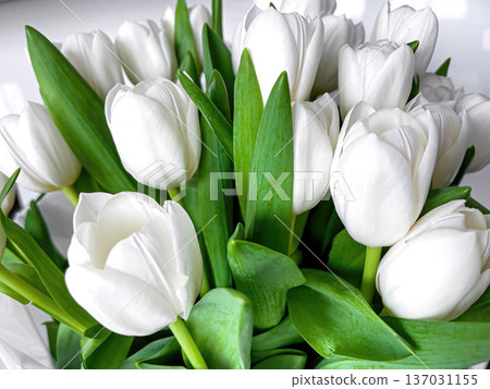 Bouquet of beautiful white tulips close up. 137031155