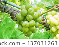Shine Muscat 137031263