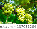 Shine Muscat 137031264